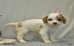 Cavapoo dogs for sale: Dancer - Image 1