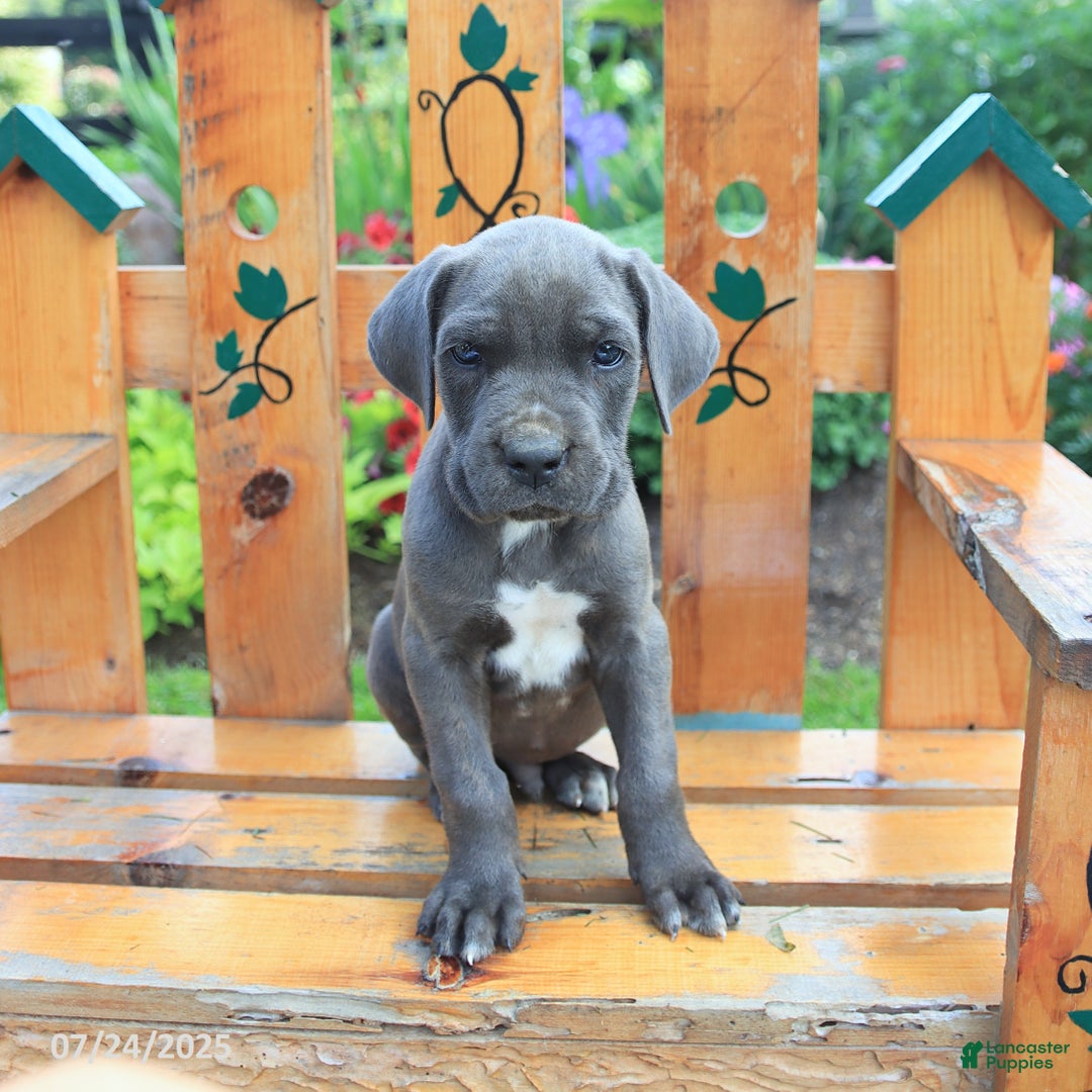 Cane Corso dogs for sale: Knox - Image 3