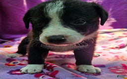 Border Collie dogs for sale: Coco - Image 18