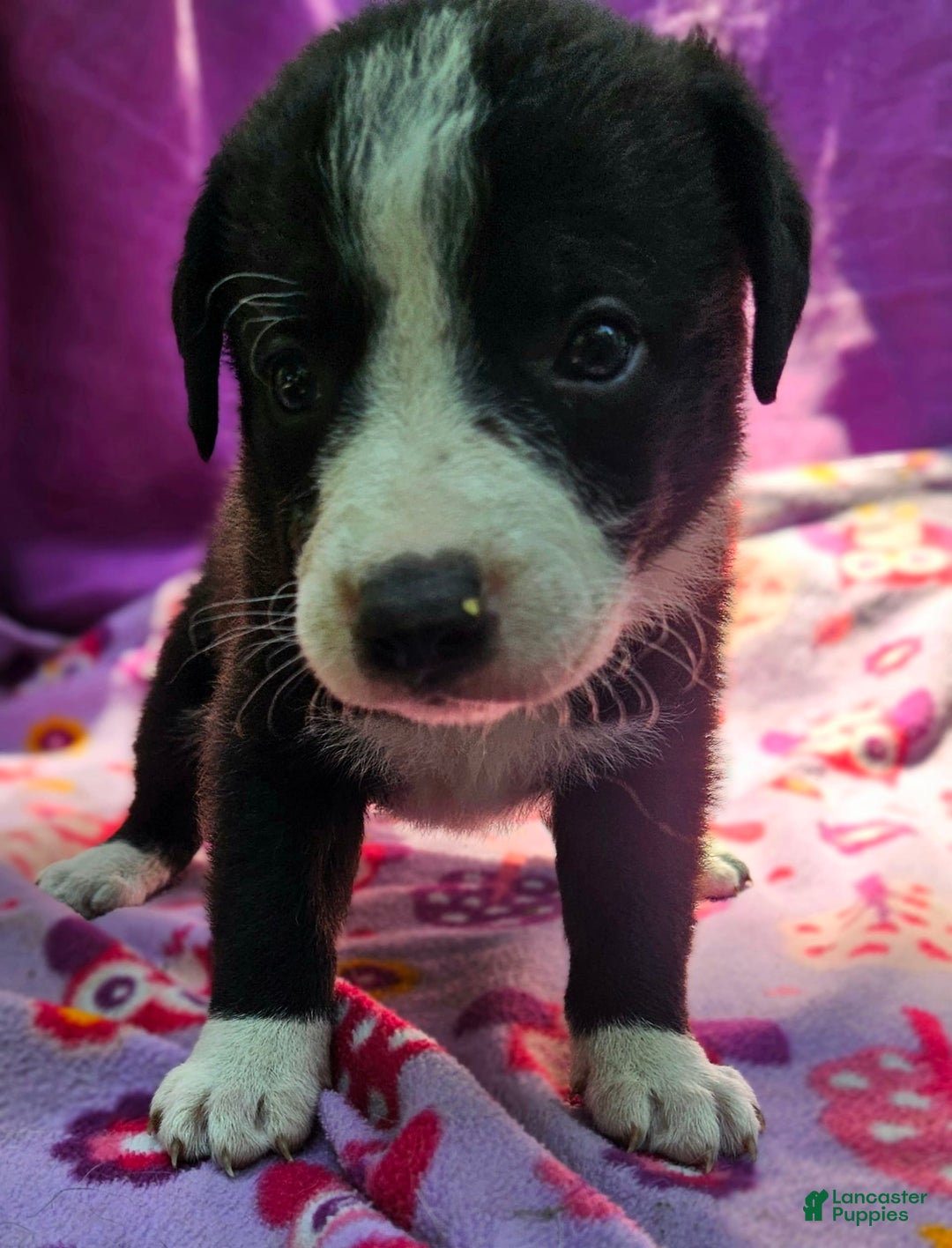 Border Collie dogs for sale: Coco - Image 18