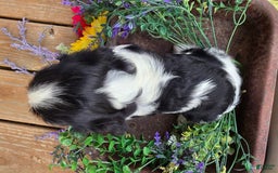 Cavalier King Charles Spaniel dogs for sale: Dane Small Tri Colored Male - Image 3
