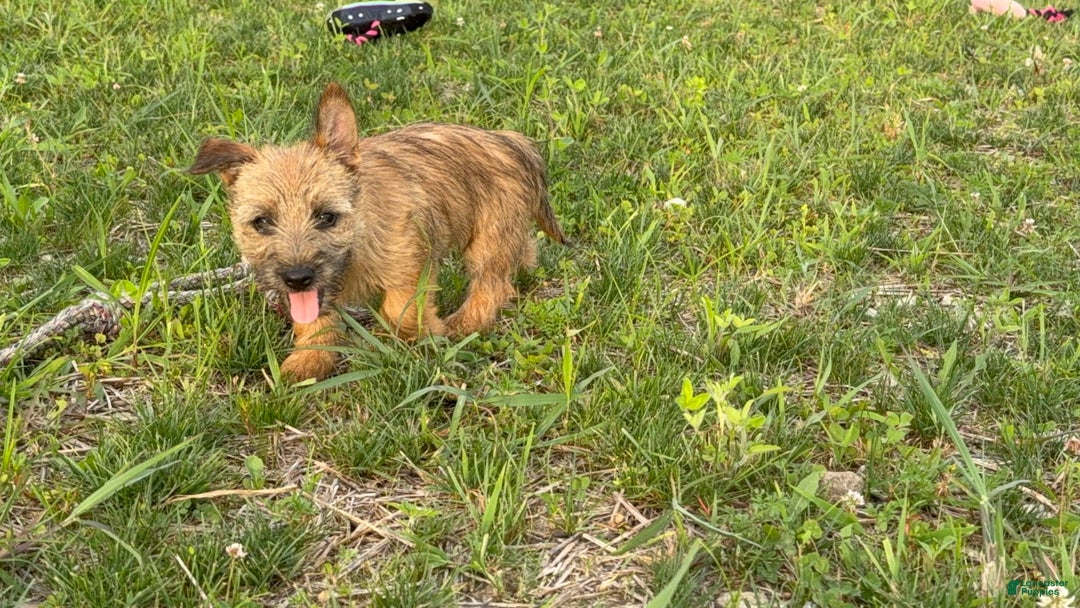 Cairn Terrier dogs for sale: Cassie - Image 11