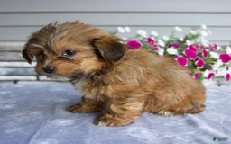 Shorkie dogs for sale: Everett - Image 5