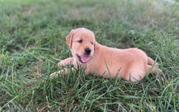 Golden Retriever dogs for sale: Molly - Image 3