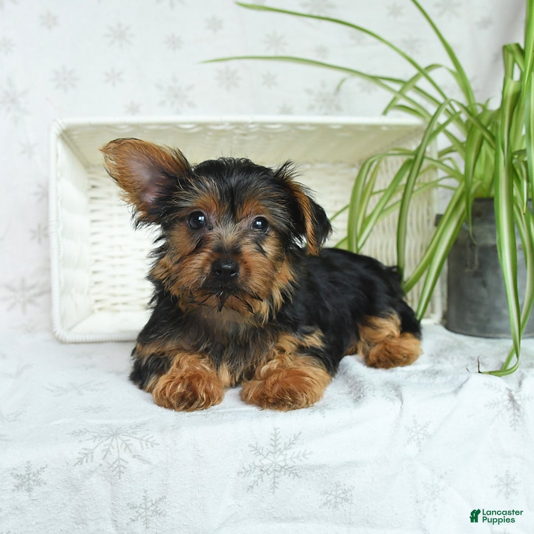 Yorkshire Terrier dogs for sale: Yorkshire Terrier 4 puppies - Image 2
