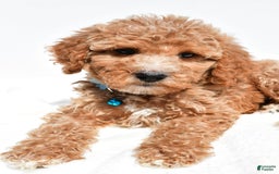 Mini Goldendoodle dogs for sale: Tabbi - Image 4