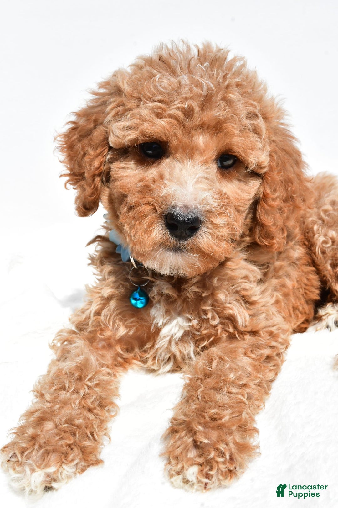Mini Goldendoodle dogs for sale: Tabbi - Image 4