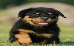 Rottweiler dogs for sale: Lilly - Image 2