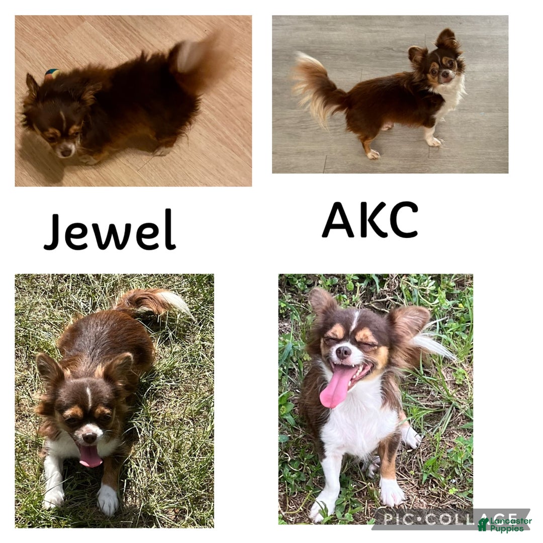 Chihuahua dogs for sale: Fancy Stance - Image 11