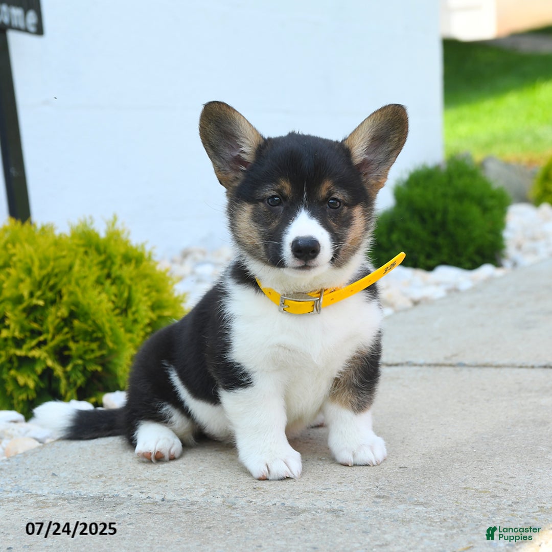 Welsh Corgi Pembroke dogs for sale: Tulip - Image 4