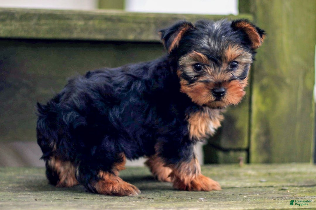 Yorkshire Terrier dogs for sale: Jana - Image 2