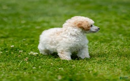 Toy Poodle dogs for sale: Okie - Image 5