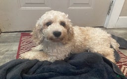 Cockapoo dogs for sale: Buddy - Image 7