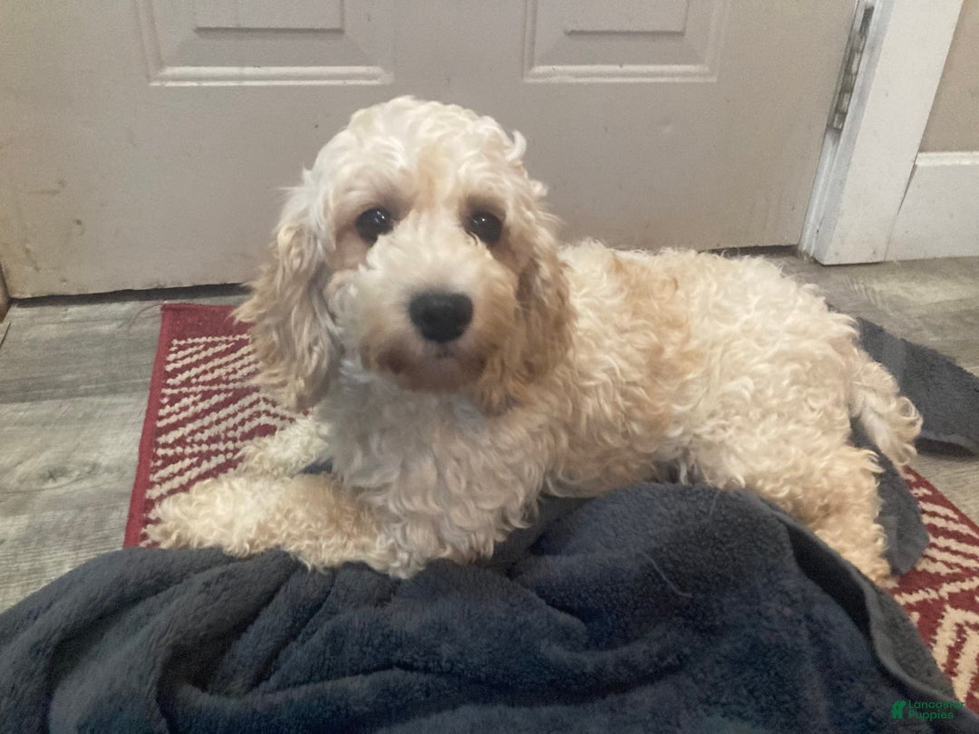 Cockapoo dogs for sale: Buddy - Image 7