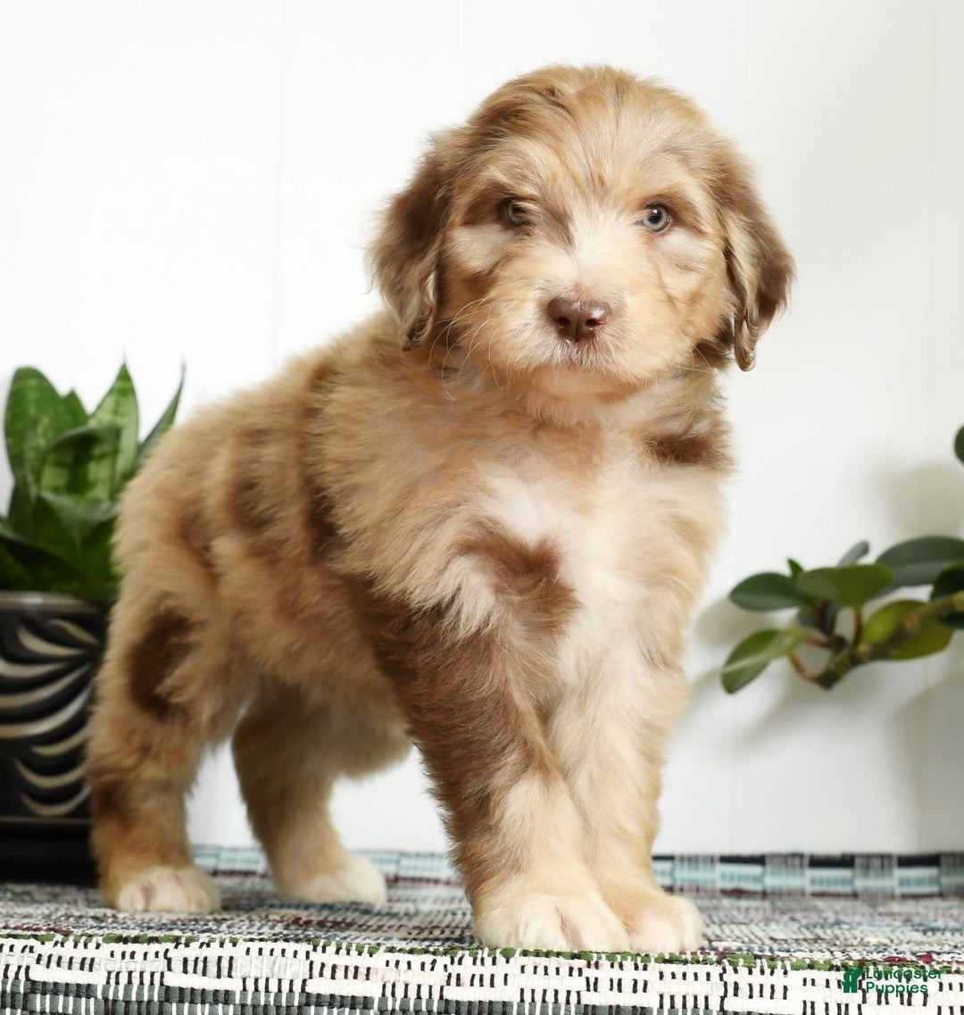 Aussiedoodle dogs for sale: Travis - Image 8