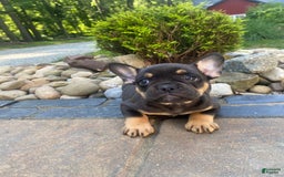French Bulldog dogs for sale: Minnie - Image 3