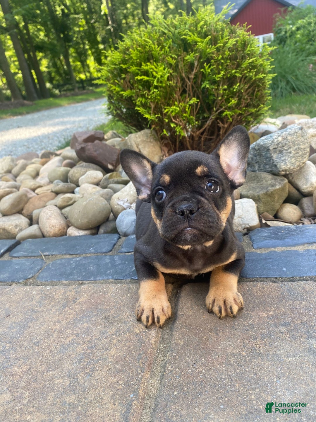 French Bulldog dogs for sale: Minnie - Image 3