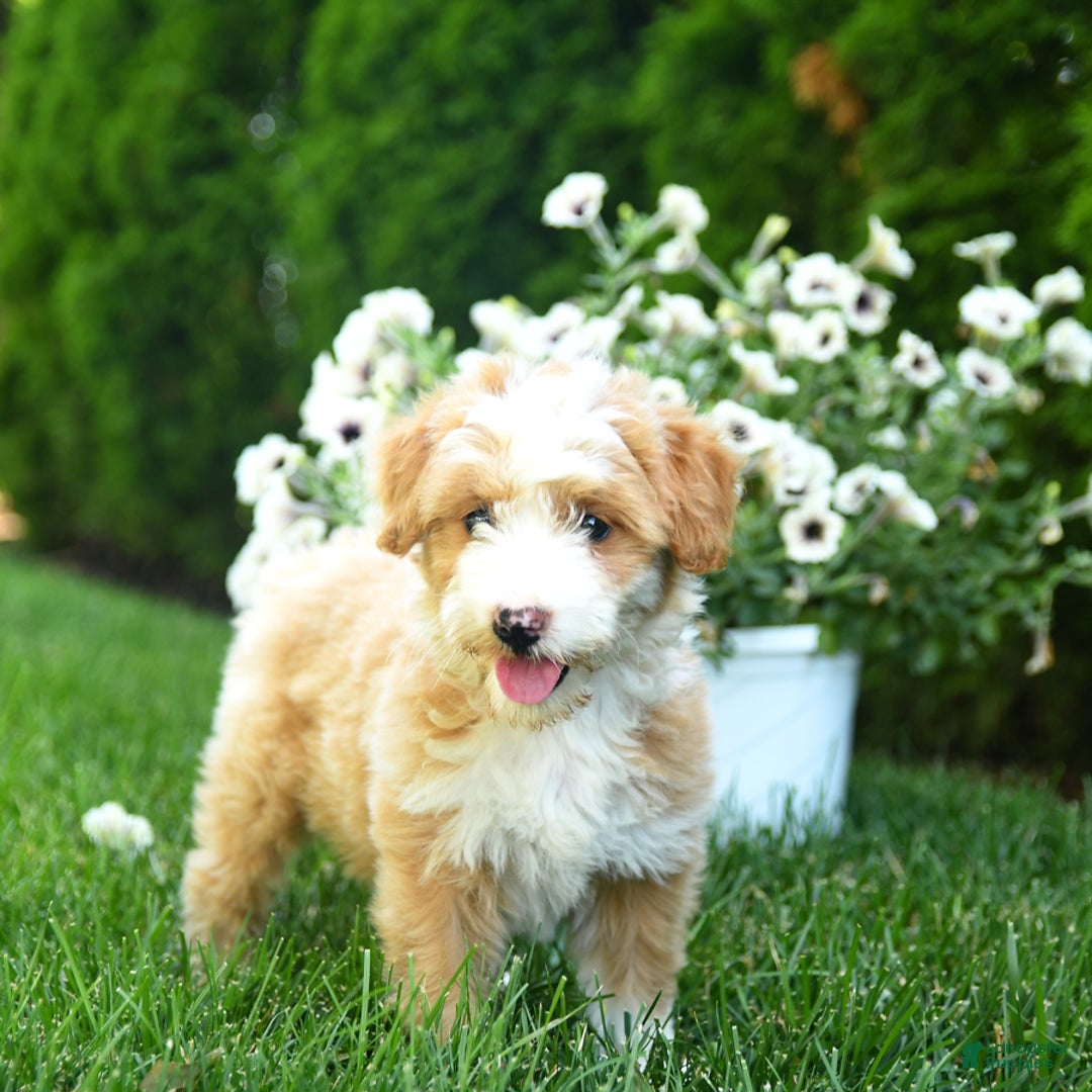 Mini Goldendoodle dogs for sale: Lassie - Image 3