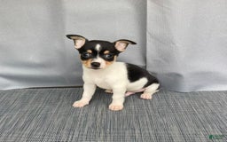 Chihuahua dogs for sale: Miles - Image 14