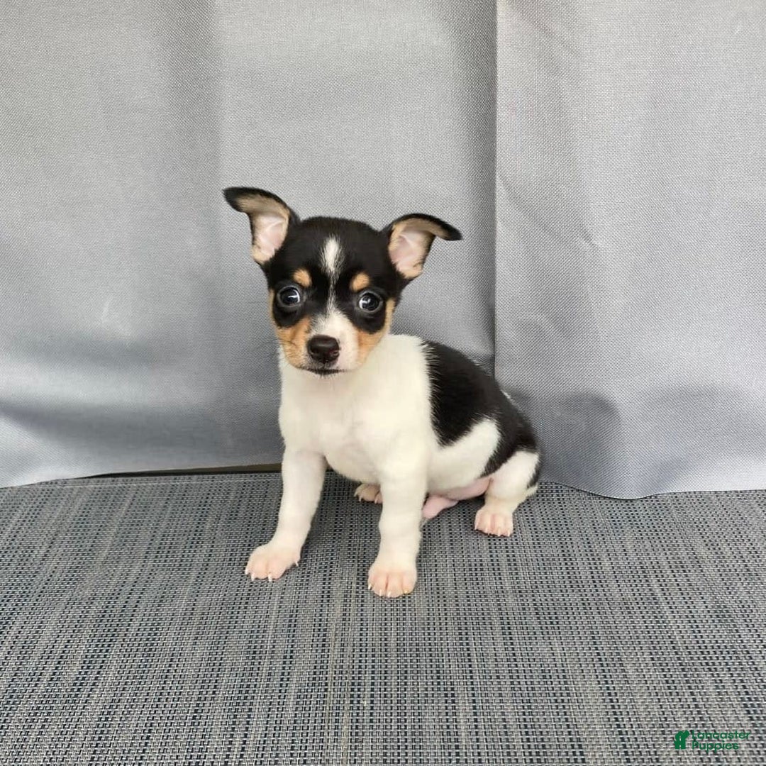 Chihuahua dogs for sale: Miles - Image 14
