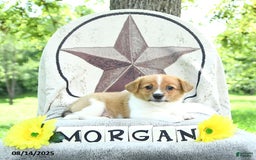 Welsh Corgi Pembroke dogs for sale: Morgan - Image 4