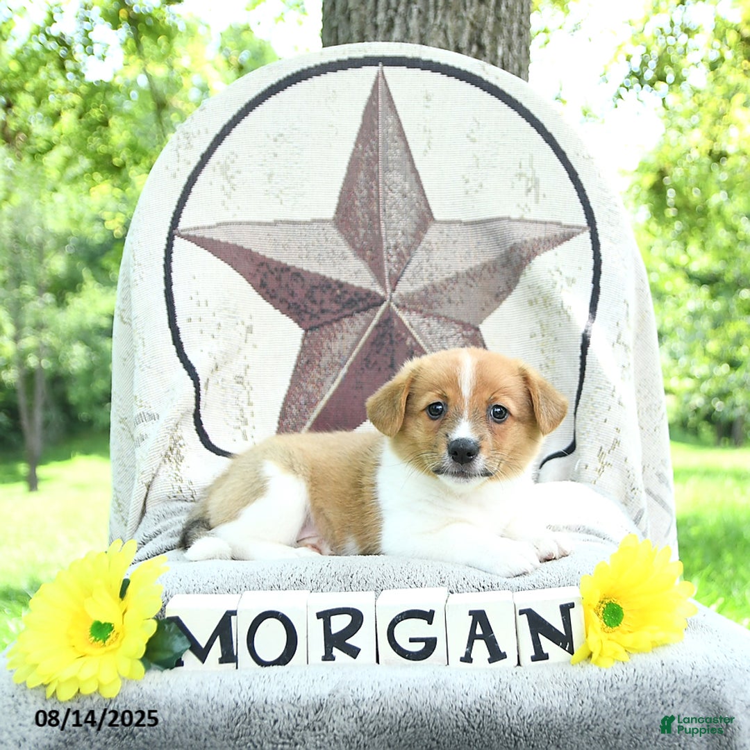 Welsh Corgi Pembroke dogs for sale: Morgan - Image 4