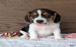 Beagle dogs for sale: Toby - Image 7