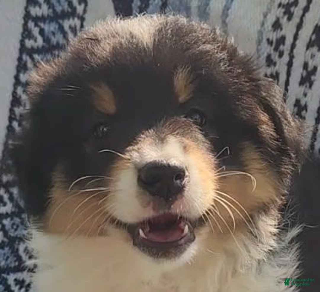Australian Shepherd dogs for sale: Sasha - Image 6