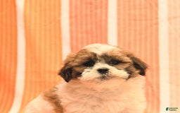 Havanese dogs for sale: Patrick - Image 2