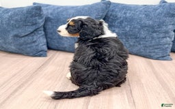 Mini Bernedoodle dogs for sale: Piper - Image 6
