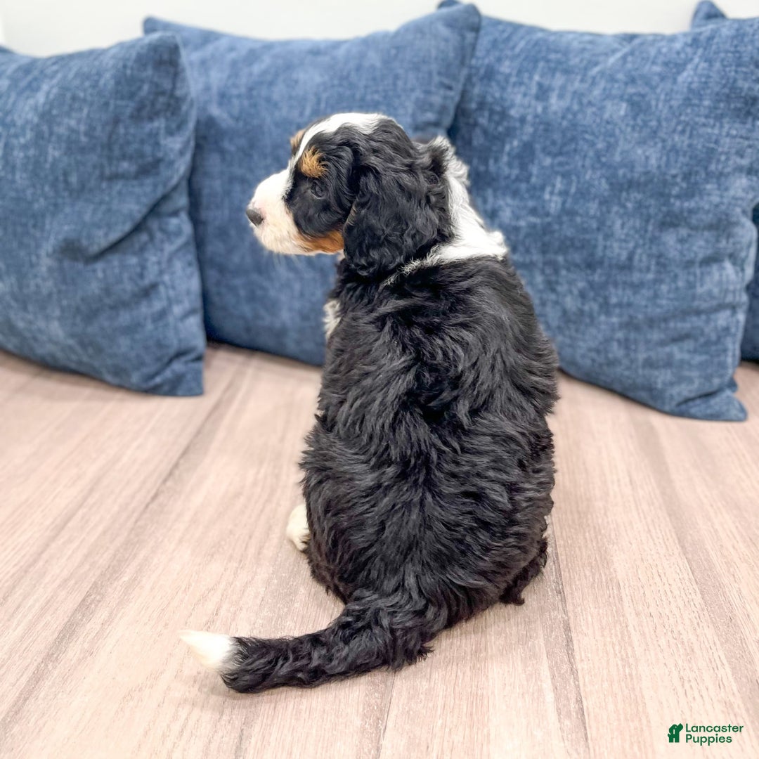 Mini Bernedoodle dogs for sale: Piper - Image 6