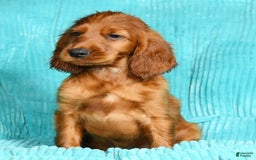 Irish Setter dogs for sale: Marley - Image 2