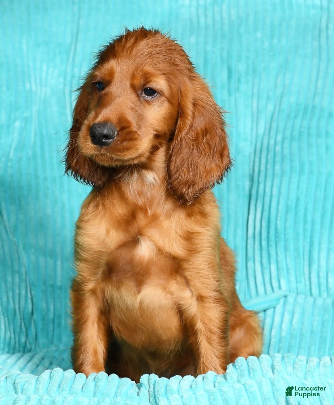 Irish Setter dogs for sale: Marley - Image 2
