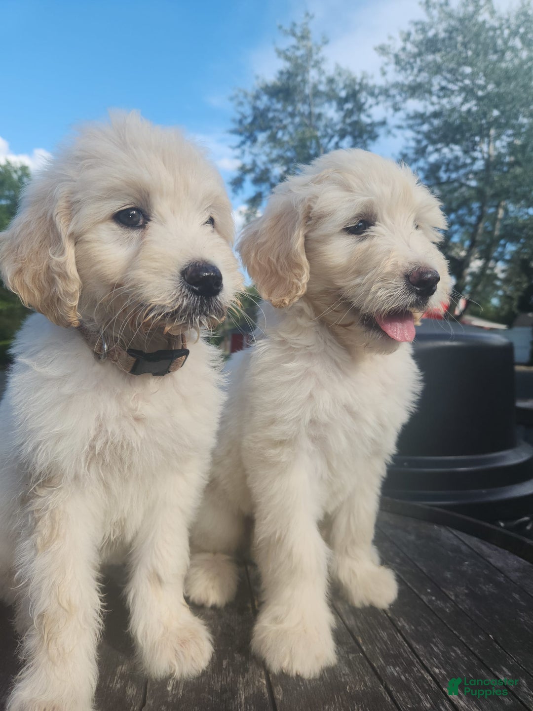 Goldendoodle dogs for sale: Cotton - Image 2