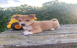 Shiba Inu dogs for sale: Buster - Image 2