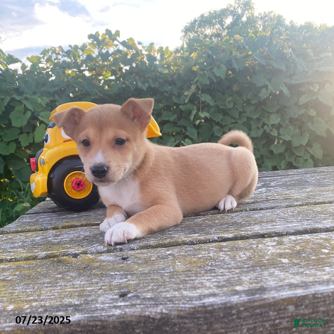 Shiba Inu dogs for sale: Buster - Image 2