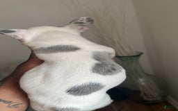 French Bulldog dogs for sale: French Bulldog 2 puppies - Image 2