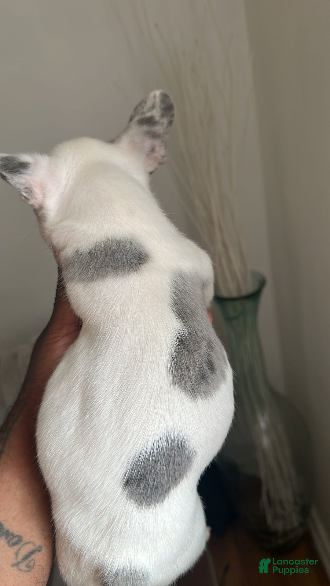 French Bulldog dogs for sale: French Bulldog 2 puppies - Image 2