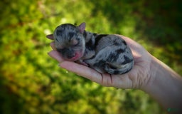 Morkie dogs for sale: Rare Merle Dragonfly - Image 21