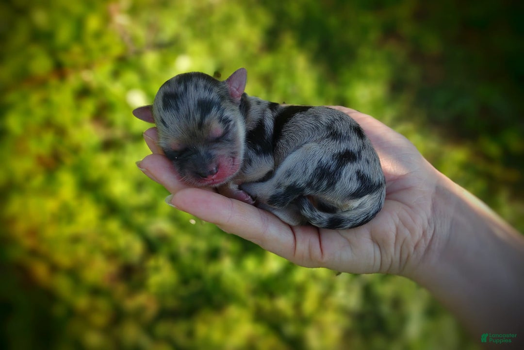 Morkie dogs for sale: Rare Merle Dragonfly - Image 21