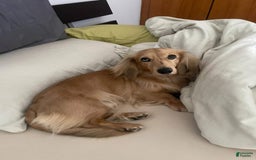 Miniature Dachshund dogs for sale: Princess - Image 5