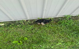 Morkie dogs for sale: Hudson James - Image 7