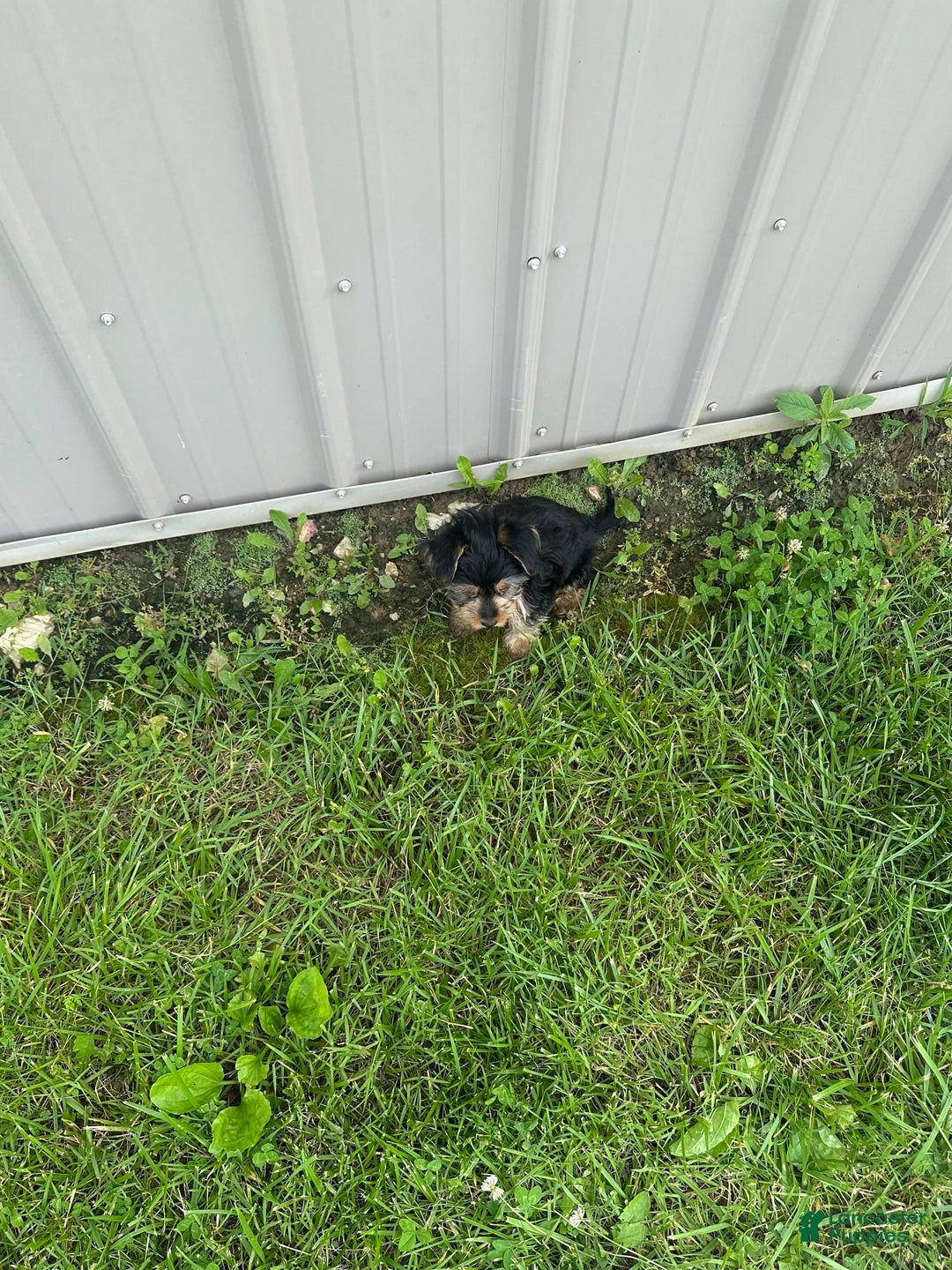 Morkie dogs for sale: Hudson James - Image 7