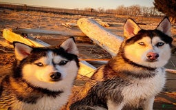 Pomsky dogs for sale: Digger - Image 13