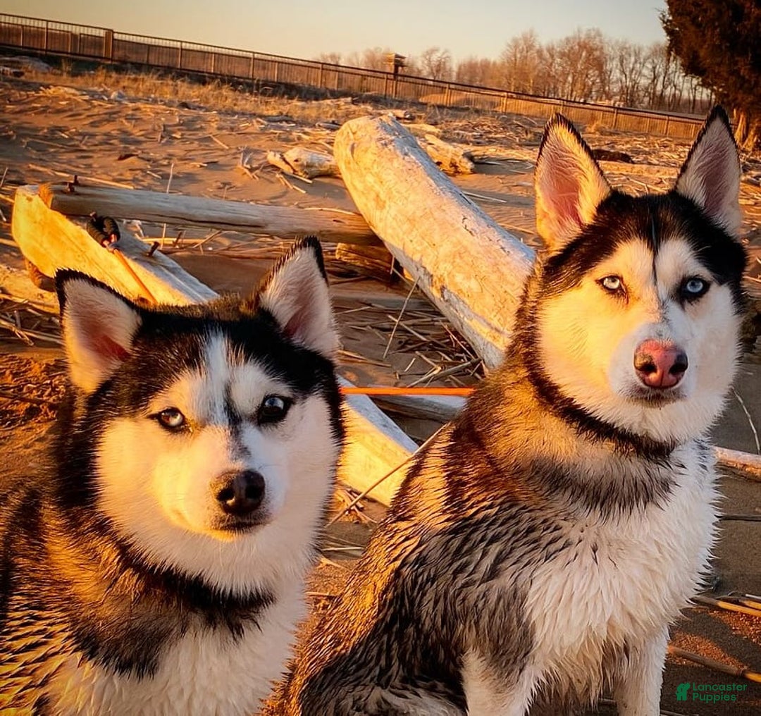 Pomsky dogs for sale: Digger - Image 13