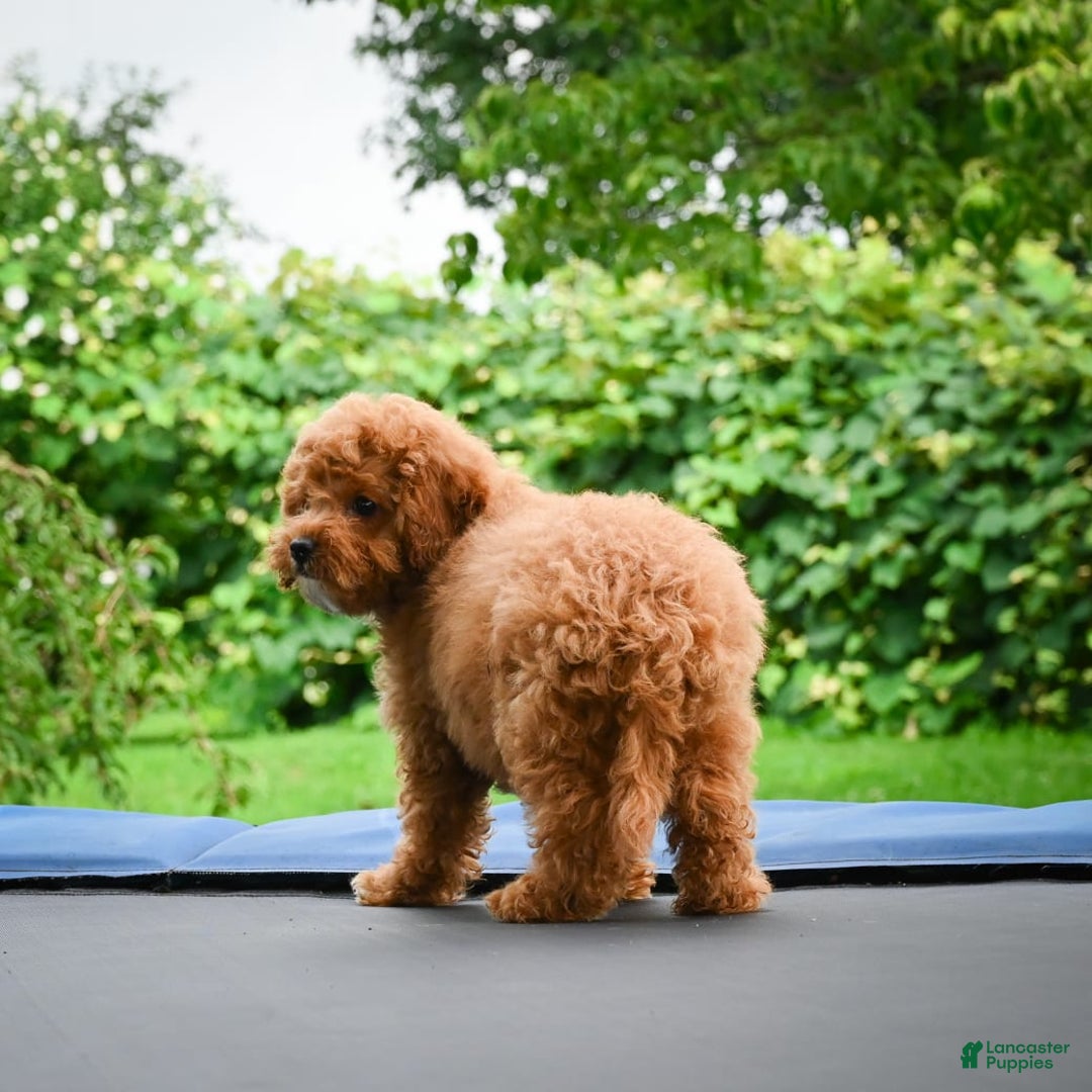 Cavapoo dogs for sale: Chucky - Image 7
