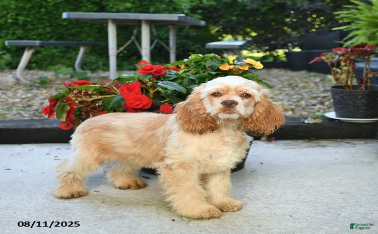 Cocker Spaniel dogs for sale - Ad 4