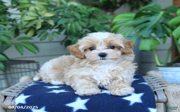 Maltipoo dogs for sale: Cindy - Image 3