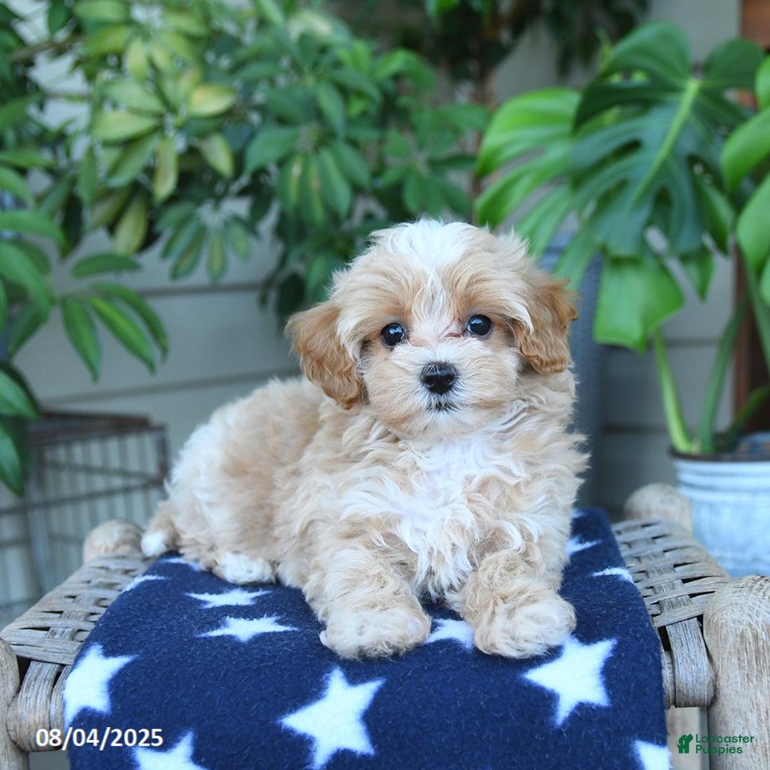 Maltipoo dogs for sale: Cindy - Image 3