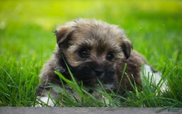 Havanese dogs for sale: Spice - Image 3